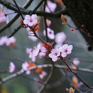 Close-up of pink cherry blossoms in spring