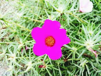 Close-up of pink flower blooming outdoors