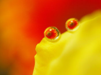 Close-up of yellow over white background