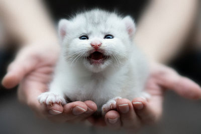 Close-up of hand holding kitten