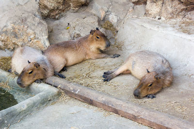 High angle view of sheep resting in zoo