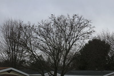 Low angle view of bare trees against sky