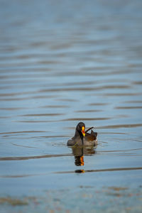 Duck swimming in a lake