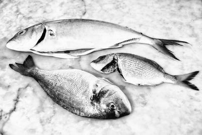 High angle view of fish for sale