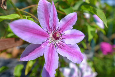 Close-up of pink flowering plant