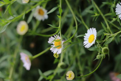 Close-up of white flowering plant
