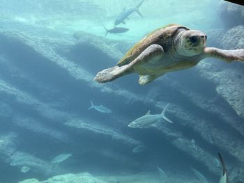 Fish swimming in sea