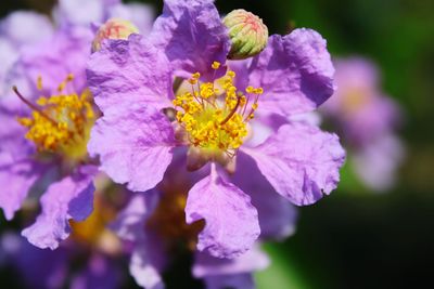 Close-up of purple flowering plant