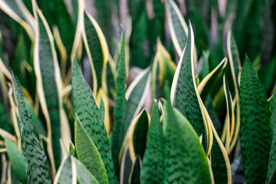 Full frame shot of plants growing in field