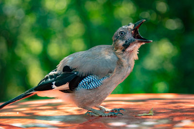 Close-up of bird perching on tree