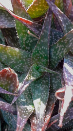 Close-up of succulent plant leaves