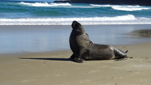 High angle view of sea lion on beach