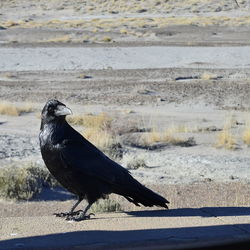 Close-up of bird perching on ground