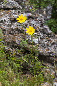 Close-up of yellow flowering plant on field