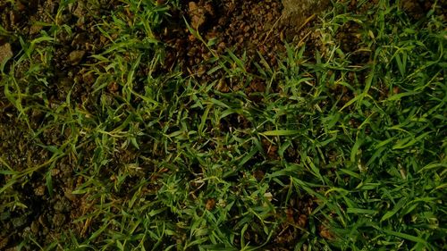 Close-up of fresh green grass