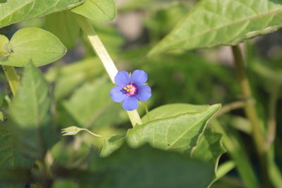 Close-up of purple flowering plant
