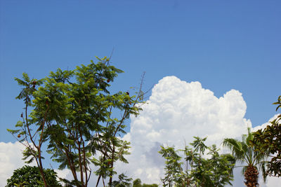 Low angle view of trees against blue sky