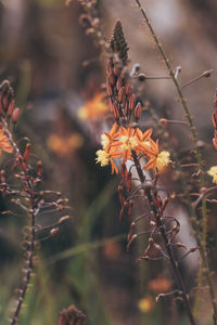 Close-up of flowering plants on field