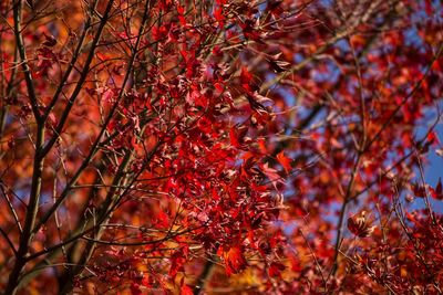 Low angle view of red maple tree