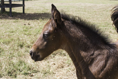 Close-up of horse on field