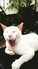 Close-up of white cat