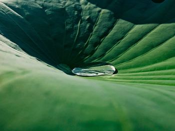 Close-up of water drops on leaf
