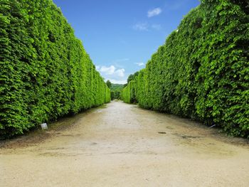 Trees in park