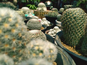 High angle view of succulent plants