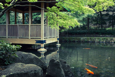 Fishes in pond