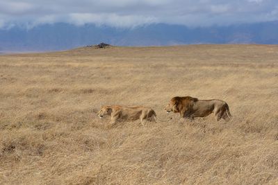 View of lions on field