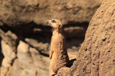 Close-up of lizard on rock