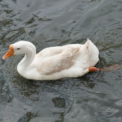 High angle view of swan swimming in lake