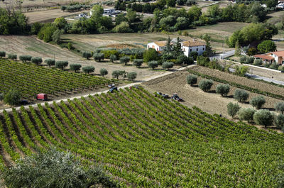 High angle view of agricultural field