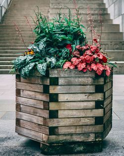 Close-up of potted plant against steps