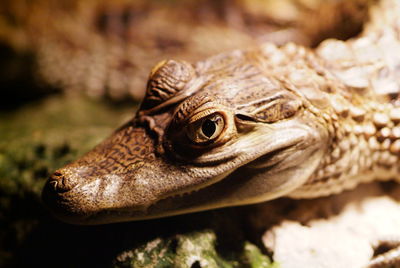 Close-up of frog