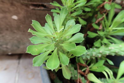 Close-up of plant