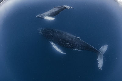 Mother and calf