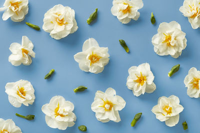 Close-up of white roses
