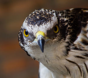 Close-up portrait of owl