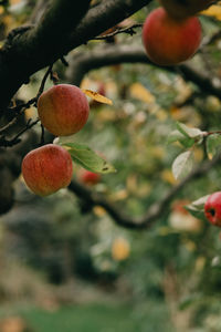 Close-up of fruits on tree