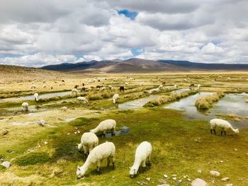 Sheep grazing in a field