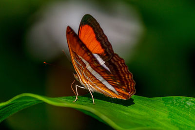 Close-up of butterfly perching on leaf