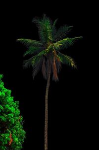 Low angle view of palm tree against sky at night