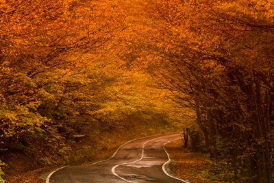 Road amidst trees in forest during autumn