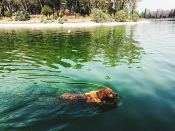 Close-up of dog swimming in water