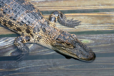 A close-up of an alligator laying on wood in water.