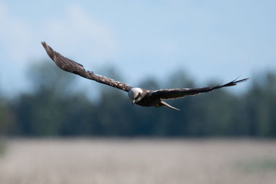 Bird flying in the sky