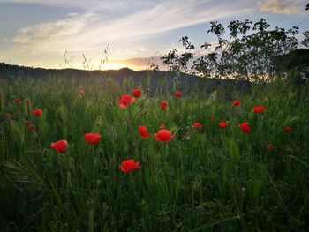 Red poppy flowers on field during sunset