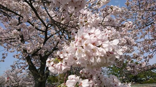 Low angle view of magnolia blossoms against sky