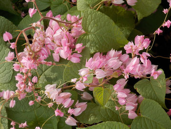 Close-up of pink flowering plants